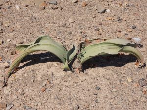 Welwitschieblume