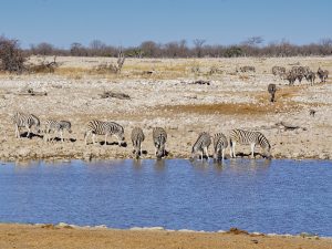 Etosha National Park - Steppenzebras