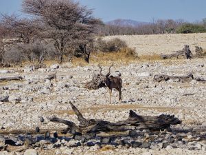 Etosha National Park - Kudu