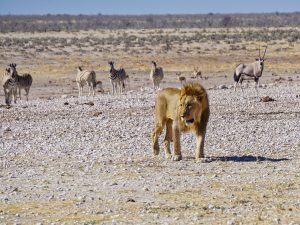 Etosha National Park - Löwe
