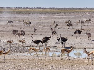 Etosha National Park - Vogelstrauß