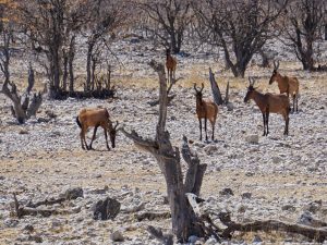 Etosha National Park - Springbock