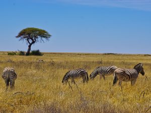 Etosha National Park - Zebras
