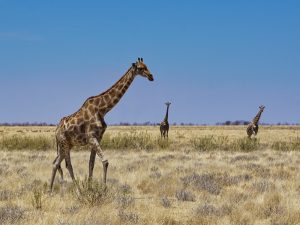 Etosha National Park - Giraffen