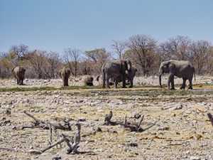 Etosha National Park - Elefanten