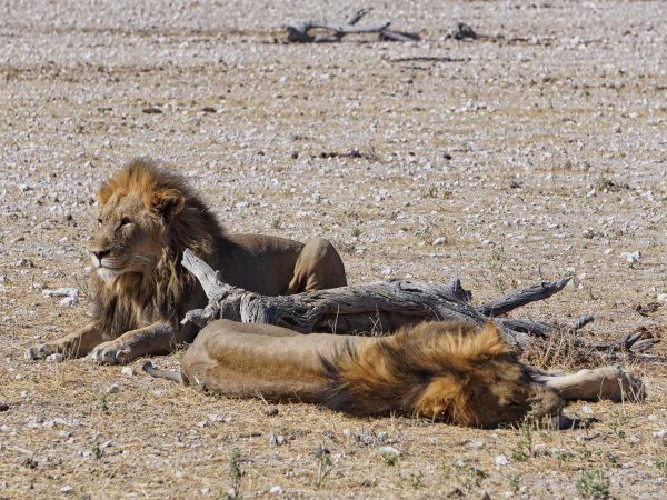 Etosha National Park - Löwen