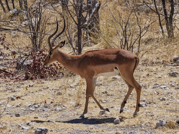Etosha National Park - Impala